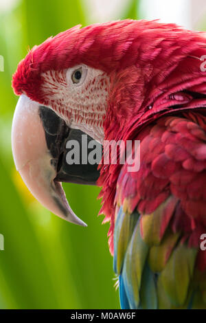 Verticale di chiusura del Green Winged Macaw compresi il becco, occhi, testa e piume attorno alla testa Foto Stock