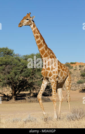 Una giraffa (Giraffa camelopardalis) in habitat naturale, deserto Kalahari, Sud Africa Foto Stock