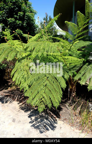 Cyathea cooperi o australiano Fern Tree, lacy tree fern, squamosa tree felce o Cooper's tree fern Foto Stock