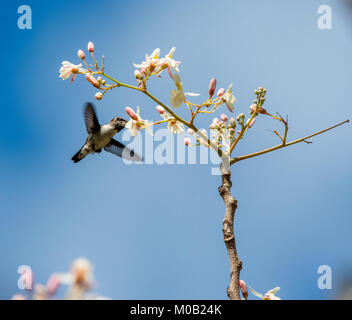 Ape cubano Hummingbird (Mellisuga helenae) singolo maschio adulto appollaiato sul ramo, penisola di Zapata, Cuba, dei Caraibi.Bee hummingbird è il più piccolo uccello Foto Stock