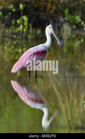 Il Roseate Spoonbill, Platalea ajaja (talvolta posizionata nel proprio genere ajaja) Foto Stock