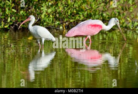 L'Americano bianco ibis (Eudocimus albus) Foto Stock