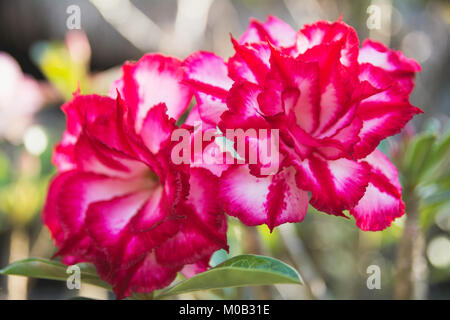 Close up red Adenium, fiore rosso sulla natura dello sfondo. Foto Stock