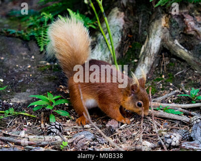 Gli scoiattoli rossi, County Durham, Regno Unito Foto Stock