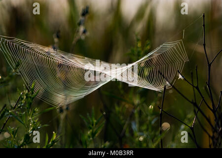 La figura 8 spider web coperto di rugiada di mattina Foto Stock