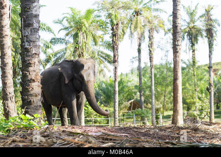 Protetti elefanti di Sumatra in Gunung Leuser National Park di Tangkahan, Sumatra, Indonesia Foto Stock