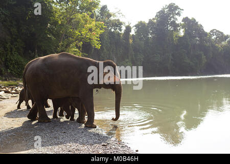 Protetti elefanti di Sumatra con neonati in piedi sul greto del fiume di bere in Gunung Leuser National Park di Tangkahan, Sumatra, Indonesia Foto Stock