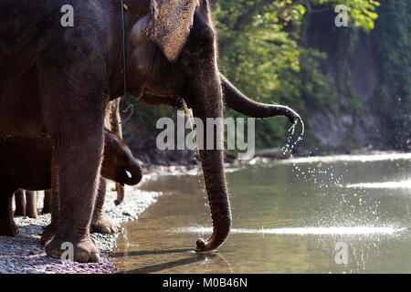 Protetti elefanti di Sumatra con neonati in piedi sul greto del fiume di bere in Gunung Leuser National Park di Tangkahan, Sumatra, Indonesia Foto Stock