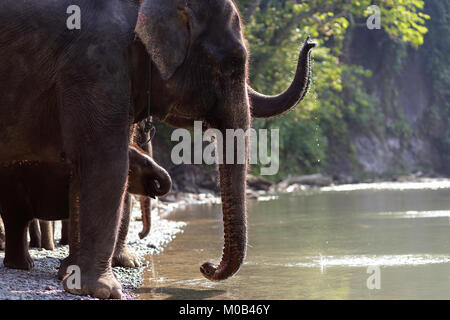 Protetti elefanti di Sumatra con neonati in piedi sul greto del fiume di bere in Gunung Leuser National Park di Tangkahan, Sumatra, Indonesia Foto Stock