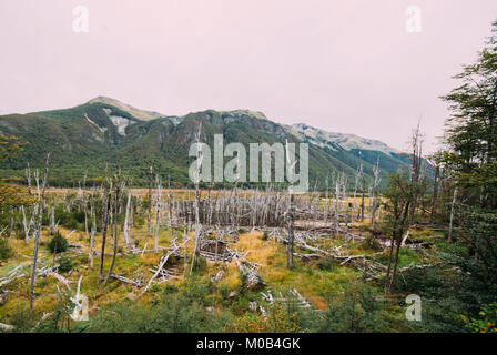 Gli alberi morti causati dai castori, specie invasive, vicino a Ushuaia, Tierra del Fuego, Patagonia, Argentina, Sud America Foto Stock