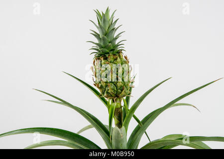 Ananas ornamentali piante su uno sfondo bianco. Nome latino Ananas comosus Champaca Foto Stock