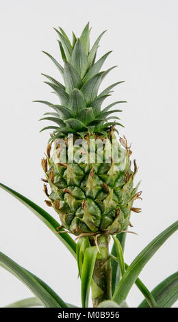 Ananas ornamentali piante su uno sfondo bianco. Nome latino Ananas comosus Champaca Foto Stock