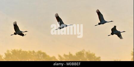 Gru in volo. Stormo di gru vola a sunrise. Mattinata nebbiosa, Sunrise sky background. Comune (Gru Gru europeo). Foto Stock