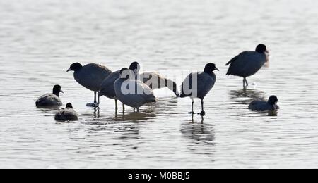 La folaga eurasiatica (fulica atra). Acqua naturale dello sfondo. Foto Stock