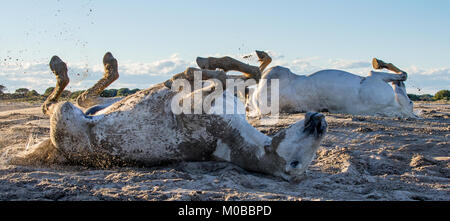I cavalli bianchi roll in sabbia e polvere. White cavalli Camargue sul suo habitat Parc Regional de Camargue - Provenza, Francia Foto Stock