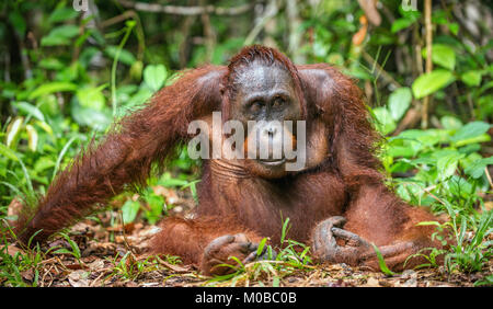 Un close up ritratto del Bornean orangutan (Pongo pygmaeus). Natura selvaggia. Central Bornean orangutan ( Pongo pygmaeus wurmbii ) in habitat naturali. T Foto Stock