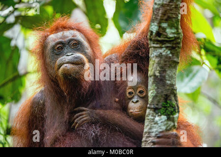 Madre orangutan e cub in un habitat naturale. Bornean orangutan (Pongo pygmaeus wurmbii) nella natura selvaggia. La foresta pluviale di isola di Borneo. Indonesia. Foto Stock