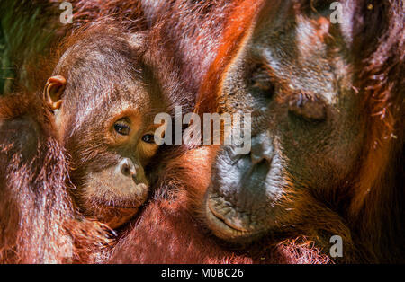 Madre orangutan e cub in un habitat naturale. Bornean orangutan (Pongo pygmaeus wurmmbii) nella natura selvaggia. La foresta pluviale di isola di Borneo. Indonesia. Foto Stock