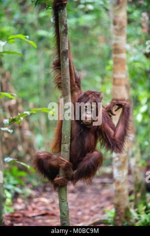 Un close up ritratto del giovane Bornean orangutan (Pongo pygmaeus) con bocca aperta. Natura selvaggia. Central Bornean orangutan ( Pongo pygmaeus wurmbii ) Foto Stock