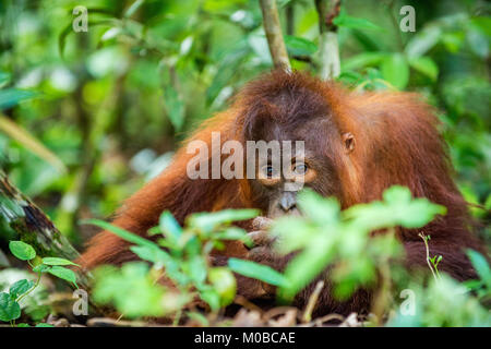 Un close up ritratto del giovane Bornean orangutan (Pongo pygmaeus) con bocca aperta. Natura selvaggia. Central Bornean orangutan ( Pongo pygmaeus wurmbii ) Foto Stock