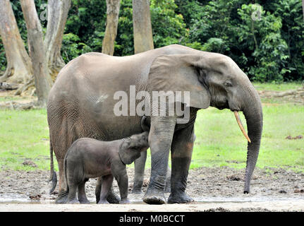 L'elefante di vitello è stato alimentato con latte di vacca di elefante africano Elefante di foresta, Loxodonta africana cyclotis. Alla soluzione salina Dzanga (una foresta clearin Foto Stock