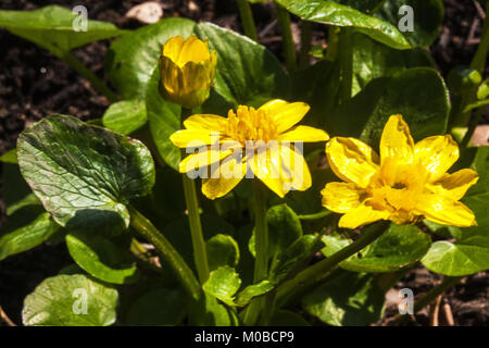 Ficaria verna grandiflora, lesser celandine, pilewort Foto Stock