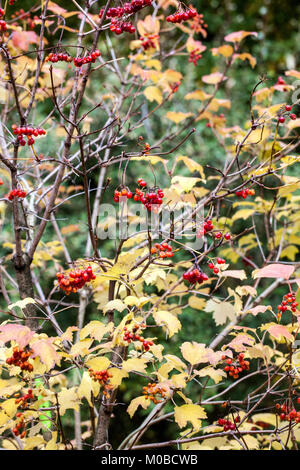 Viburnum orientale Foto Stock