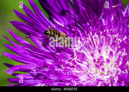 Stokesia laevis 'Honeysong viola', close up ape su fiore viola Foto Stock