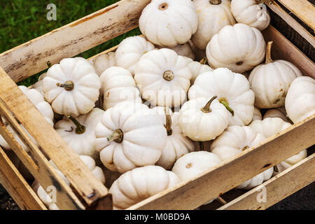 Squash Baby Boo Foto Stock