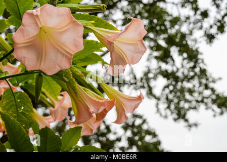 Bella colorata piena fioritura Datura, Luna Fiore, Angelo fiori a campana sulla protezione isola, nei pressi di Nanaimo nella British Columbia, Canada. Foto Stock