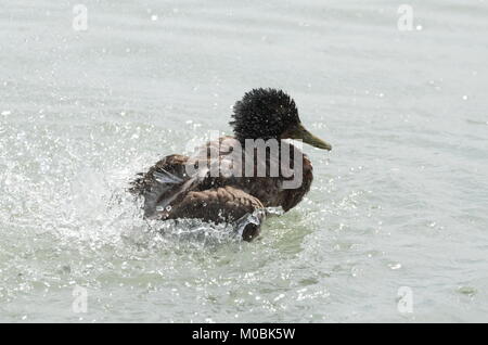 Femmina Mallard Duck gli spruzzi di acqua Closeup su un giorno di estate Foto Stock