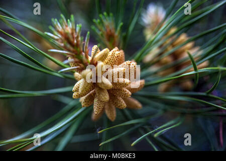 Pinus murraybanksiana coni aghi, diramazione, coni di pino, Conifer Foto Stock