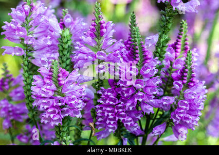 Impianto obbediente o falso Dragonhead, Physostegia virginiana 'Rosea guglia' Foto Stock