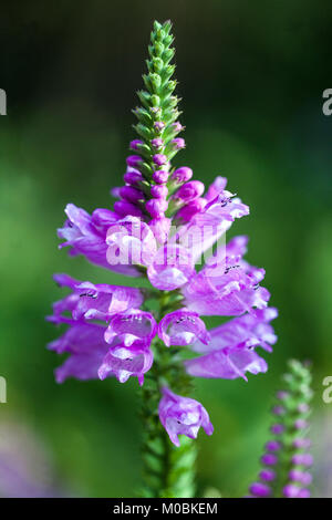 Impianto obbediente o falso Dragonhead, Physostegia virginiana 'Rosea guglia' Foto Stock