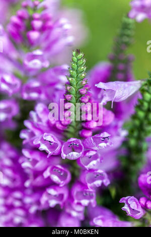 Impianto obbediente o falso Dragonhead, Physostegia virginiana 'Rosea guglia' Foto Stock