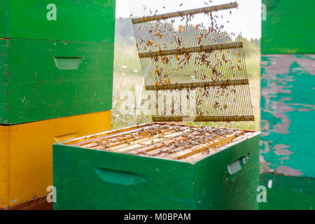 Aperto alveare api sono strisciare lungo l'alveare su honeycomb telaio in legno. Foto Stock