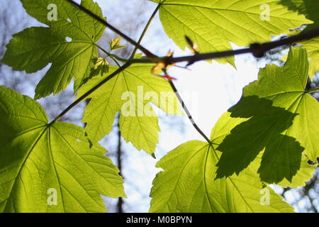 Fresh new Sycamore maple leaves in April with the sun shining through them Foto Stock