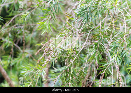 Il pianto scovolino da bottiglia o creek scovolino da bottiglia di semi di alberi e foglie Foto Stock