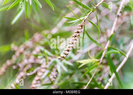 Il pianto scovolino da bottiglia o creek scovolino da bottiglia di semi di alberi e foglie Foto Stock