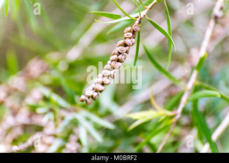 Il pianto scovolino da bottiglia o creek scovolino da bottiglia di semi di alberi e foglie Foto Stock