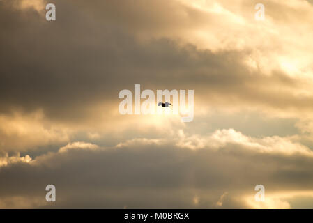 Incoronato nero uccello vola ad alta quota con cielo blu come sfondo Foto Stock