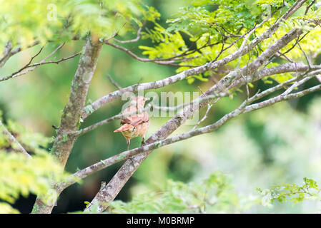 Brown rufous hornero brown bird appollaiato sul ramo di albero Foto Stock