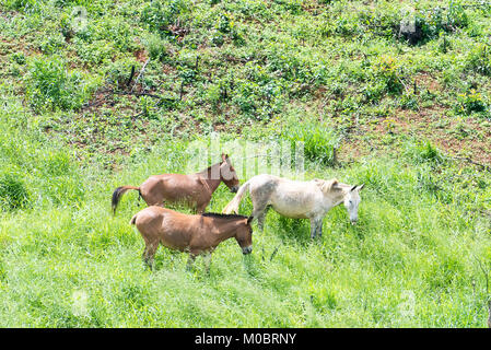 Gruppo di muli che pascolano sulla montagna e l'alimentazione Foto Stock