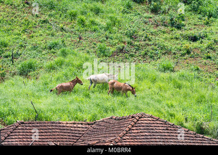 Muli che pascolano sulla montagna dalla casa e alimentazione Foto Stock