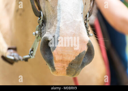 Molti vola oltre la luce marrone a cavallo della pelle del corpo Foto Stock