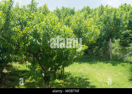 Diversi peach tree plantation senza frutti su una collina Foto Stock