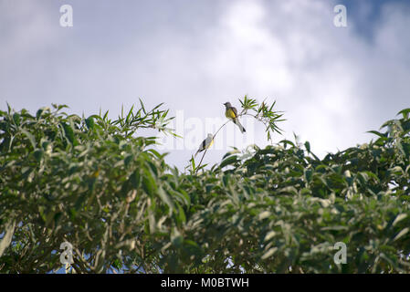 Il tiranno di bestiame uccello giallo appollaiato su un ramo di albero nella foresta Foto Stock