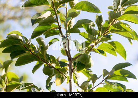 Diospyros kaki, anche chiamato, persimmon è un frutto coltivati Foto Stock