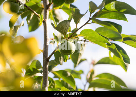 Diospyros kaki, anche chiamato, persimmon è un frutto coltivati Foto Stock