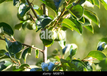 Diospyros kaki, anche chiamato, persimmon è un frutto coltivati Foto Stock